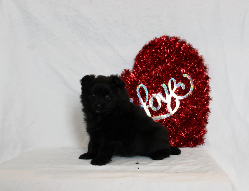 puppy, for, sale, Pomeranian, Matthew B. Stoltzfus, dog, breeder, Gap, PA, dog-breeder, puppy-for-sale, forsale, nearby, find, puppyfind, locator, puppylocator, aca